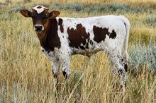 Kingsford x Tickled steer