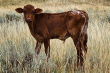 Kingsford x Red Devil steer