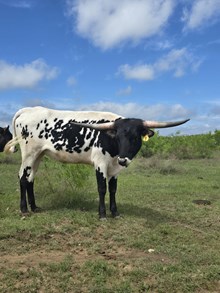 Magnum's Dylan Grace