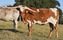 RJF GRAND DESIGN 330