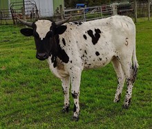 Double Saddle Cinch CL