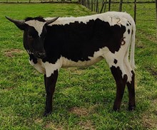 Puzzled Saddle Queen