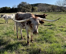 BLUE BELL