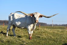 Cersei De Palo Pinto SRC