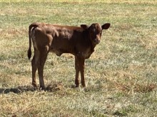 Unnamed Heifer (Vindication X Casanovas Magnum)