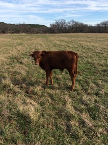 Unregistered Calf 8